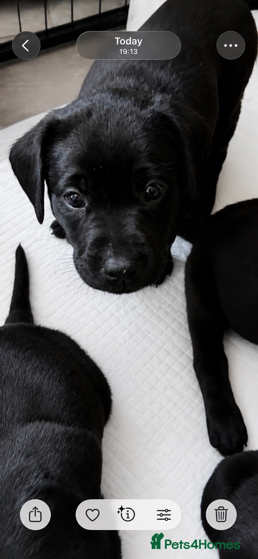 Labrador Retriever dogs Beautiful KC Black Labrador Puppies  - Advert 2