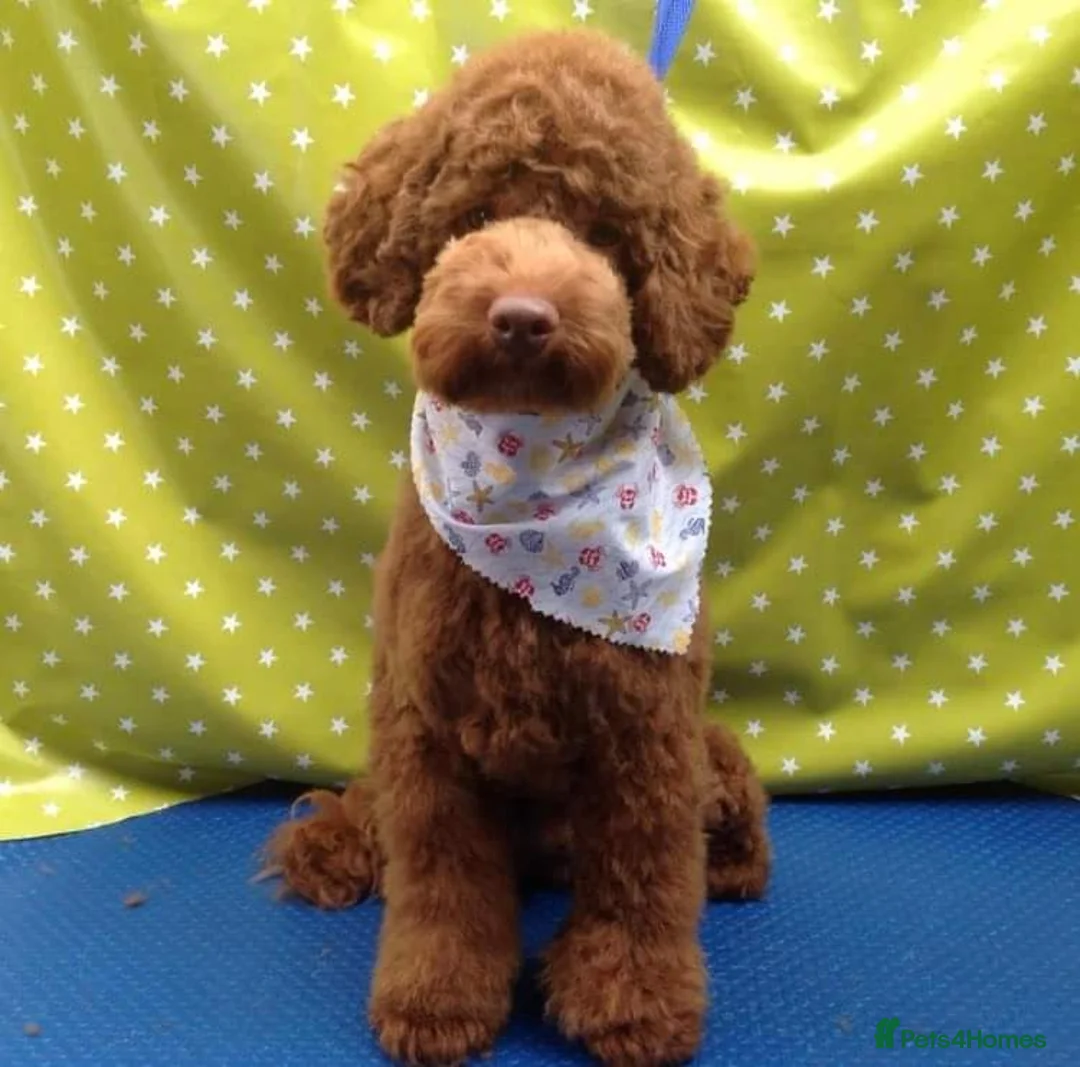 Toy Poodle dogs for stud: ☆Monty - KC Registered TOY POODLE ☆ in Lydney - Advert 4
