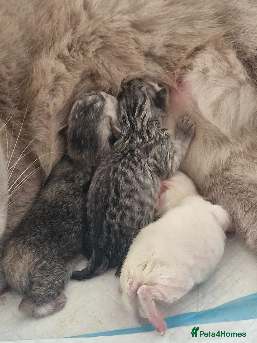 British Shorthair cats for stud: ❤ British ShortHair Active Stud ❤ Champion ❤ in Doncaster - Advert 27