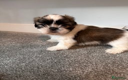Shih Tzu dogs for sale: 5 gorgeous Shih Tzu puppies - Image 5