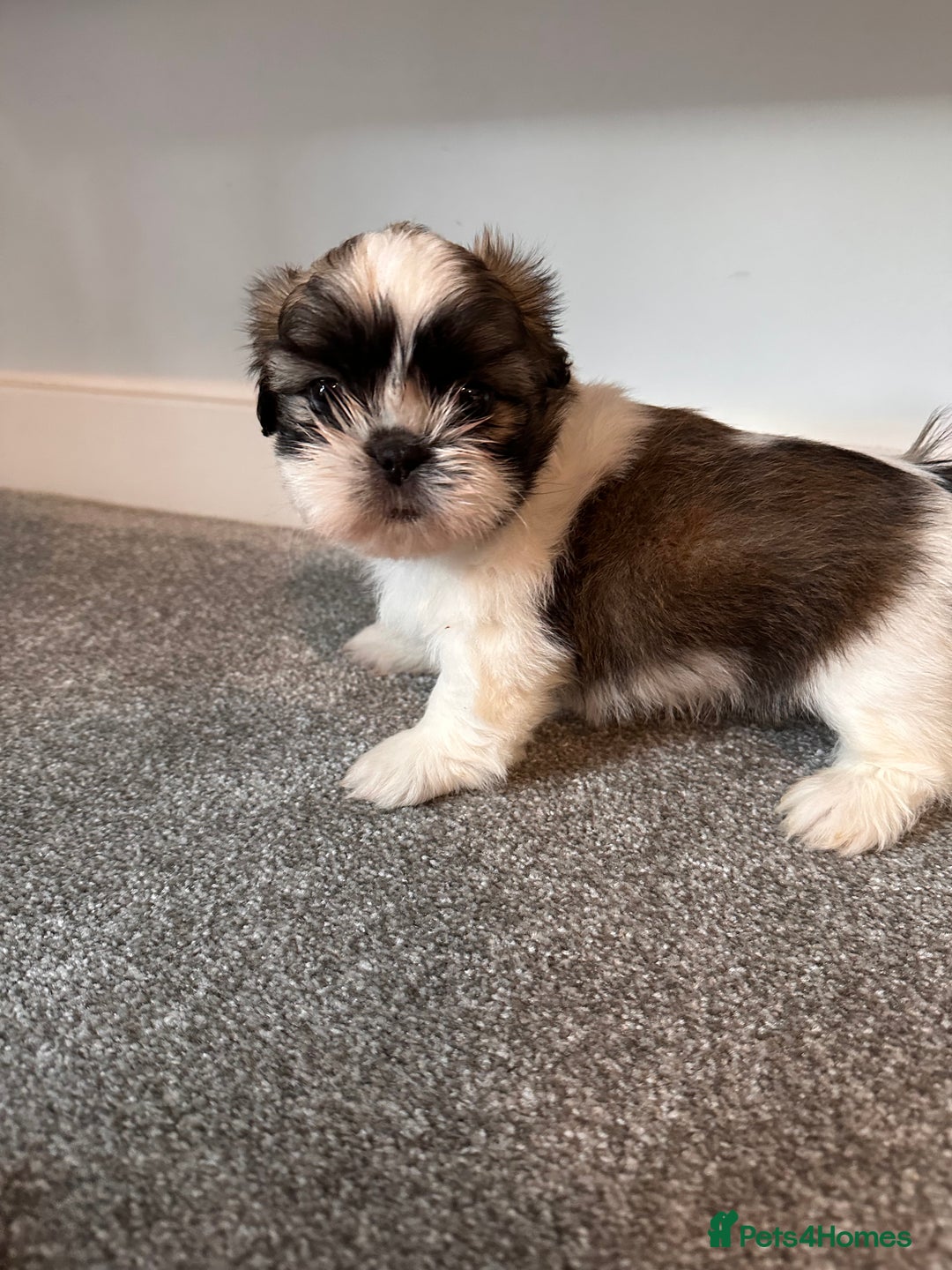 Shih Tzu dogs for sale: 5 gorgeous Shih Tzu puppies - Image 5