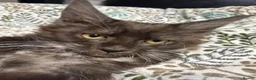 Maine Coon cats for sale: Gorgeous XL Russian line Maine Coon Kittens - Advert 26