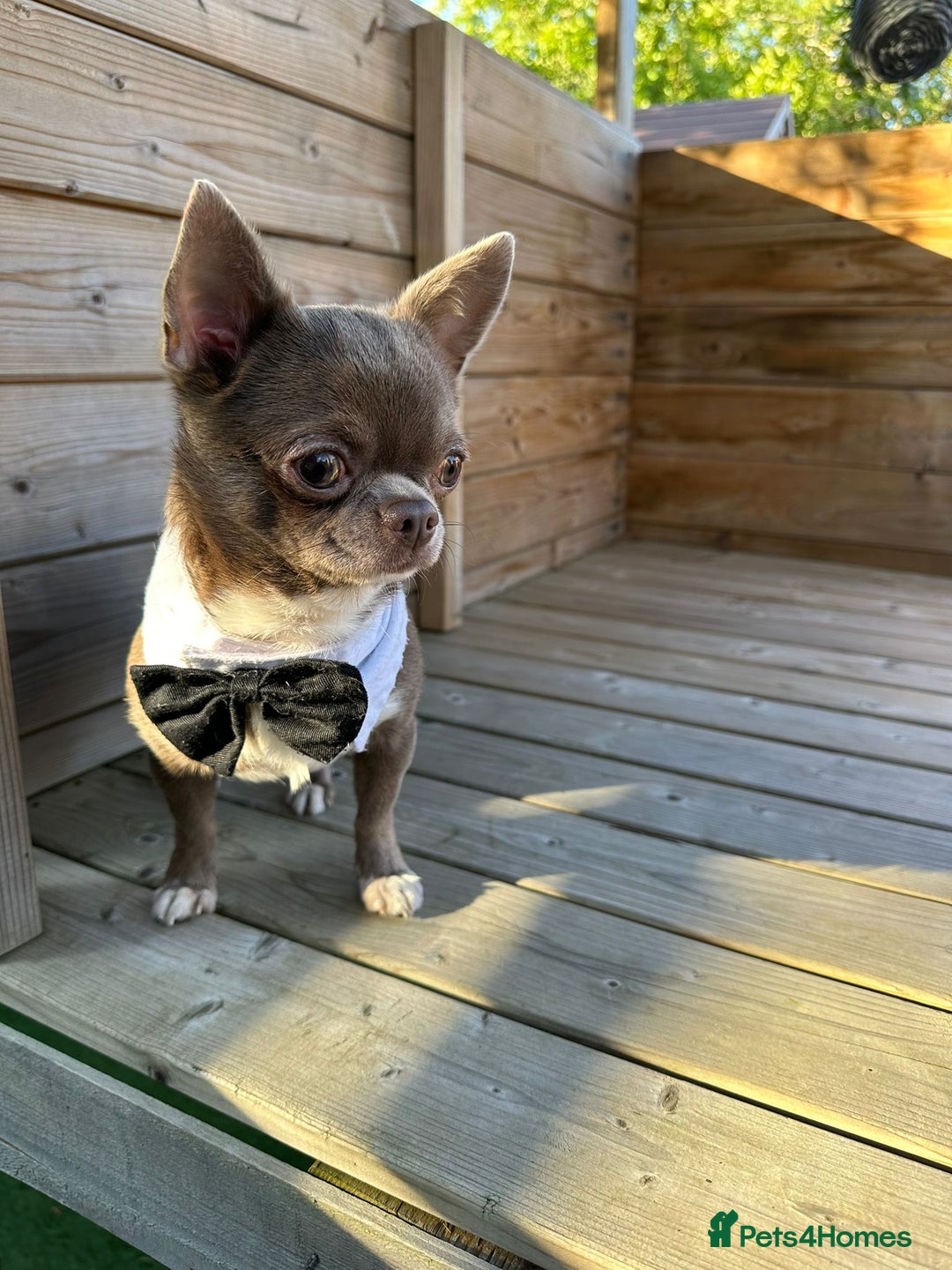Chihuahua dogs for sale: 4 KC CHIHUAHUA GIRLS  - Image 13
