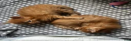Maine Coon cats for sale: Majestic Fire Maine Coon Kittens - Advert 35