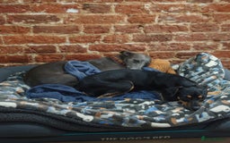 Mixed Breed dogs for adoption: Brooke & Nina are looking for a home together. - Image 4