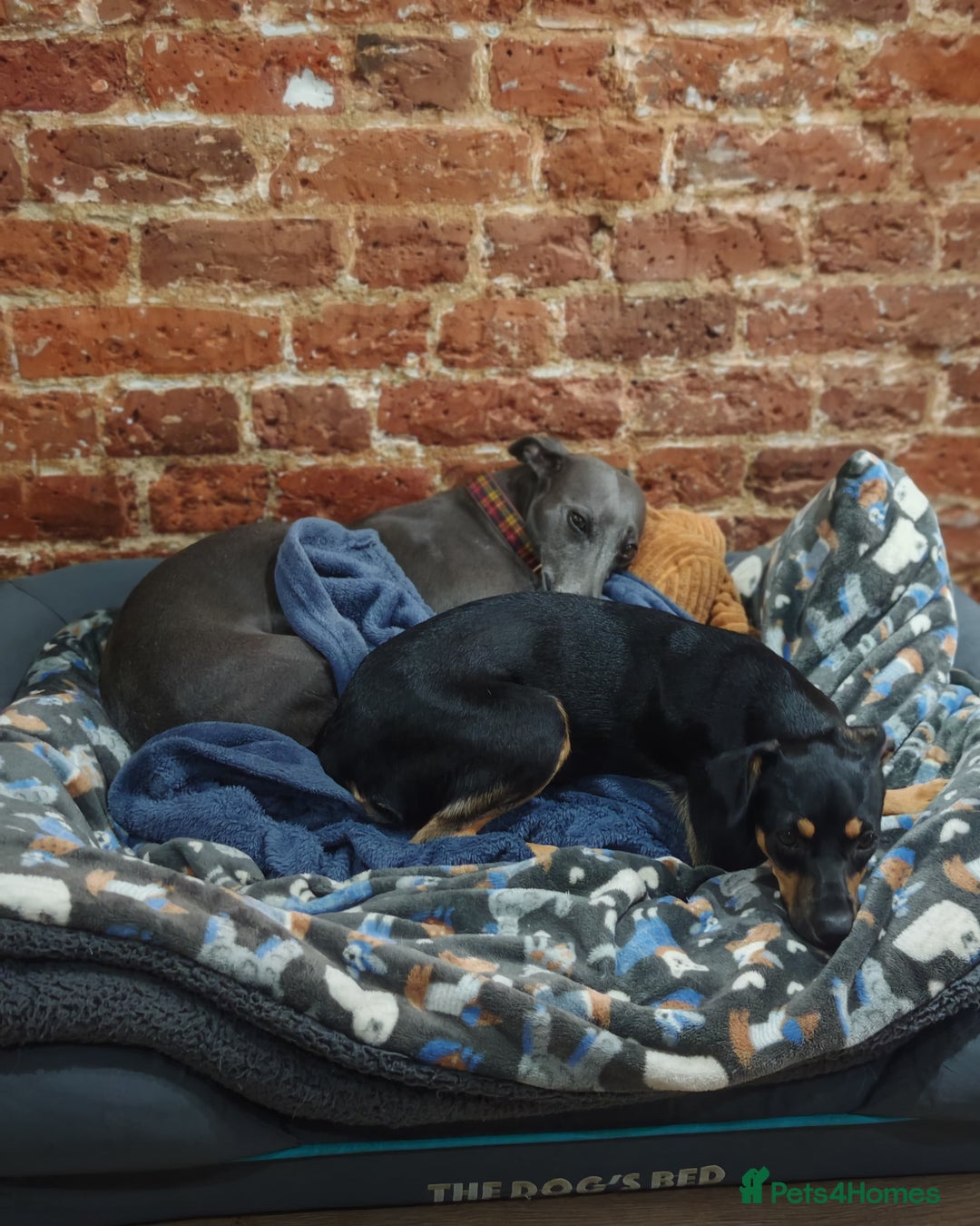 Mixed Breed dogs for adoption: Brooke & Nina are looking for a home together. - Image 4