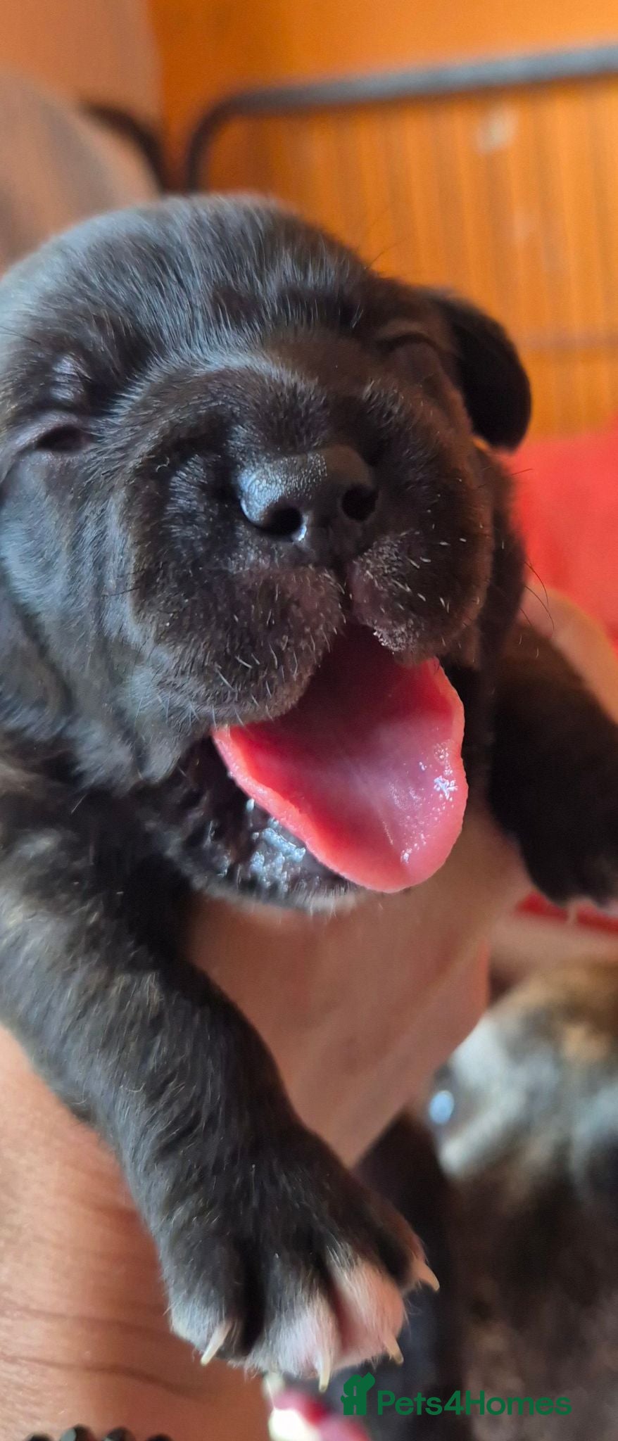 Staffordshire Bull Terrier dogs Staffordahire Terrier puppy - Advert 7