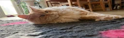 Maine Coon cats for sale: Stunning 2yr Pedigree Maine Coon Girl in Brentwood - Advert 7