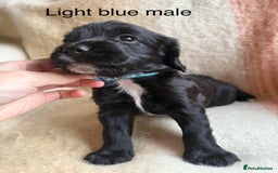 Cocker Spaniel dogs for sale: Working cocker spaniel LAST 2 REMAINING  - Image 5