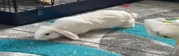 Mini Lop rabbits for sale: Waffle and Latte need a new home together! in Ramsgate - Advert 3