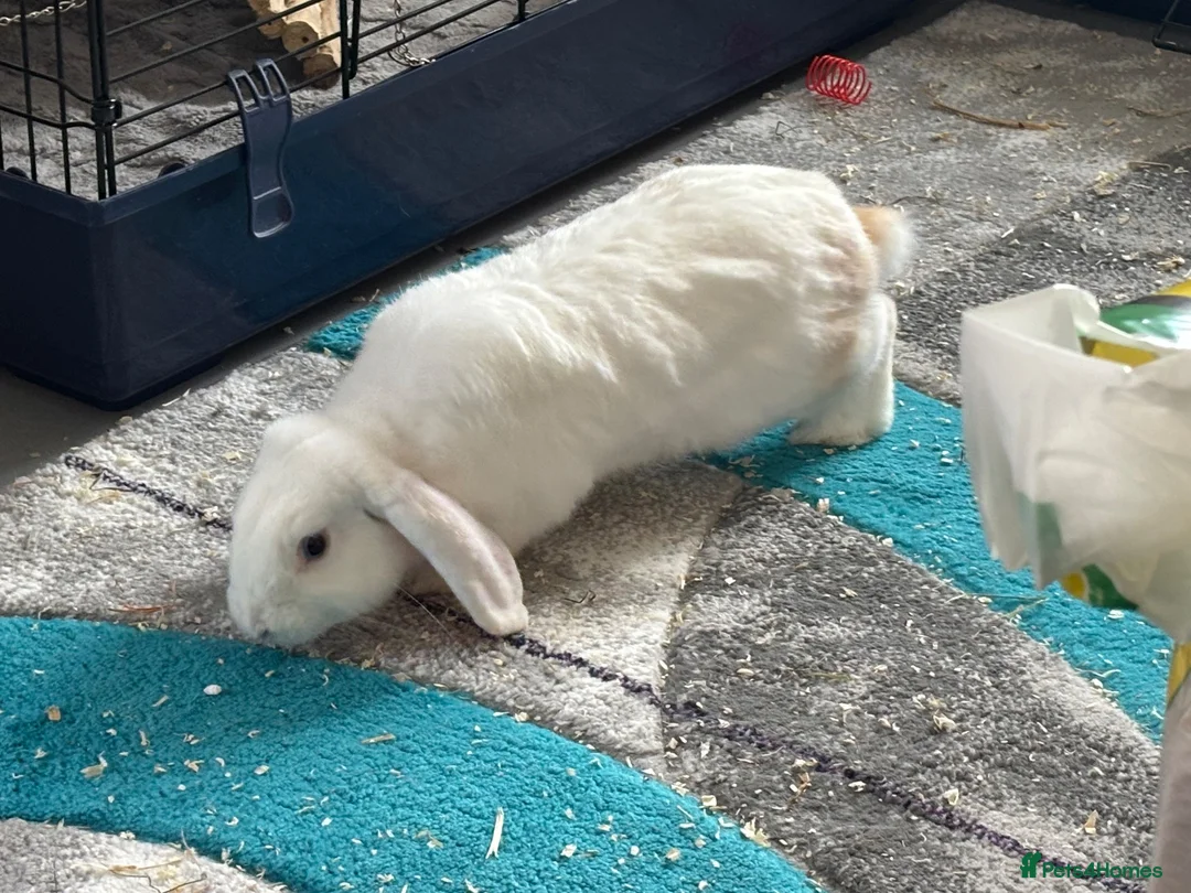 Mini Lop rabbits for sale: Waffle and Latte need a new home together! in Ramsgate - Advert 3