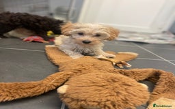 Maltipoo dogs for sale: RESERVED  Absolutely Stunning  Maltipoo GIRL - Image 12