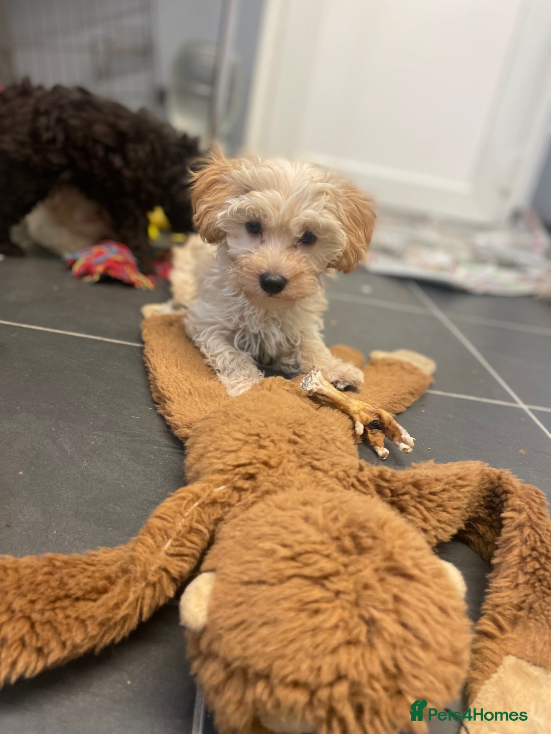 Maltipoo dogs for sale: RESERVED  Absolutely Stunning  Maltipoo GIRL - Image 12