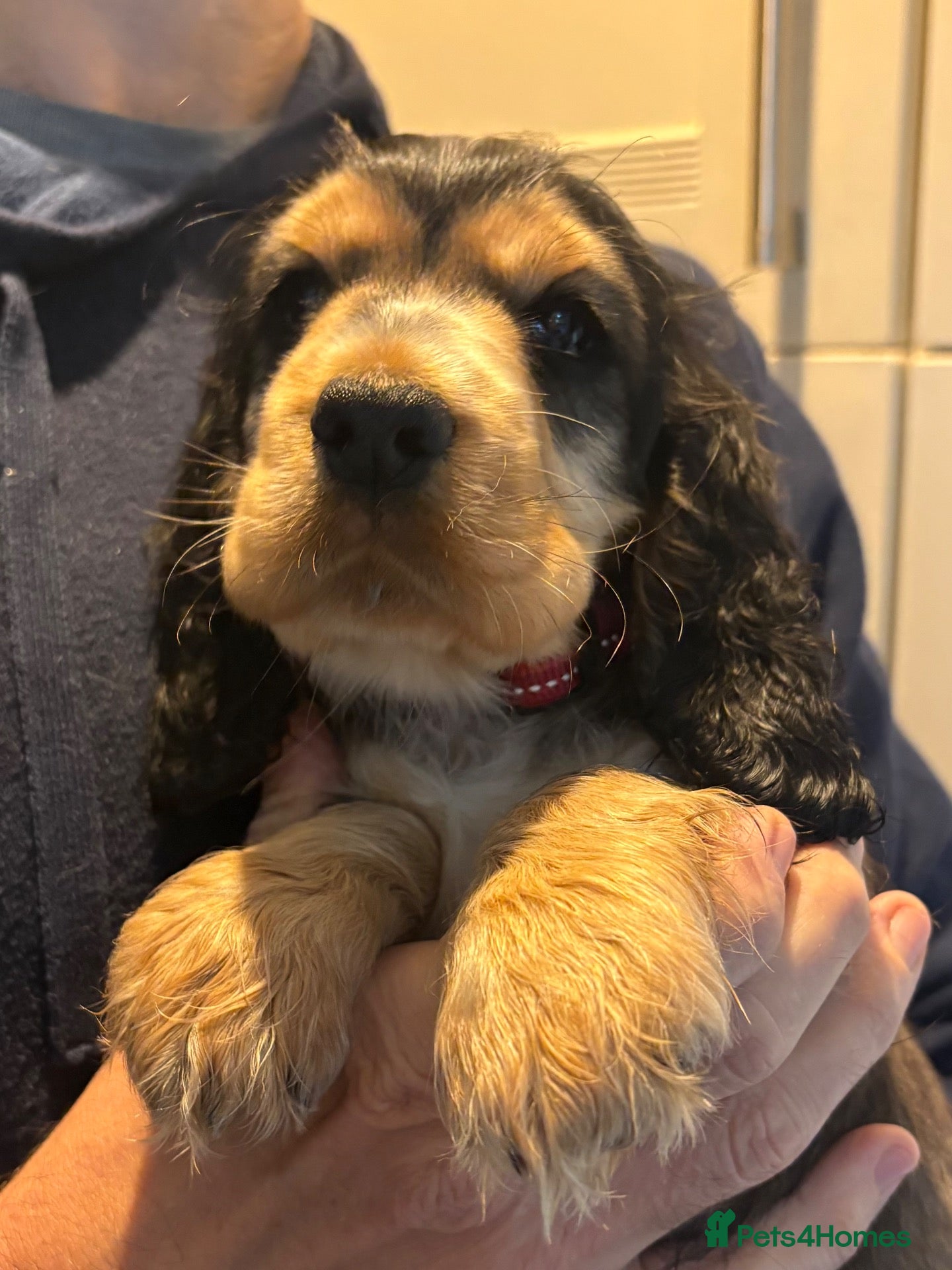Cocker Spaniel dogs Perfect puppies bred for health & temperament - Advert 2