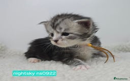 Maine Coon cats for sale: Maine Coon Kittens Silver Imported Shaded Lines - Image 17