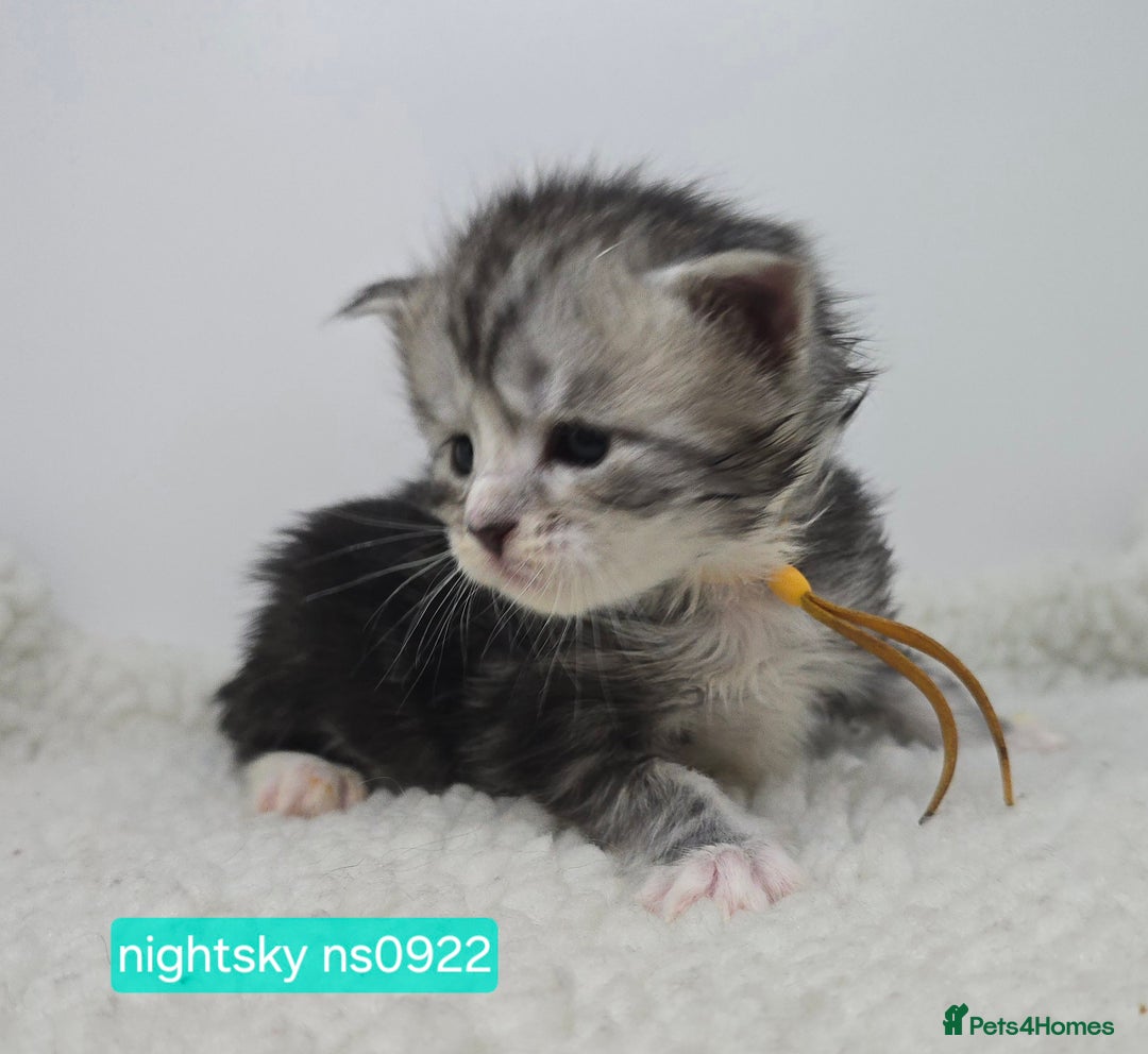 Maine Coon cats for sale: Maine Coon Kittens Silver Imported Shaded Lines - Image 17