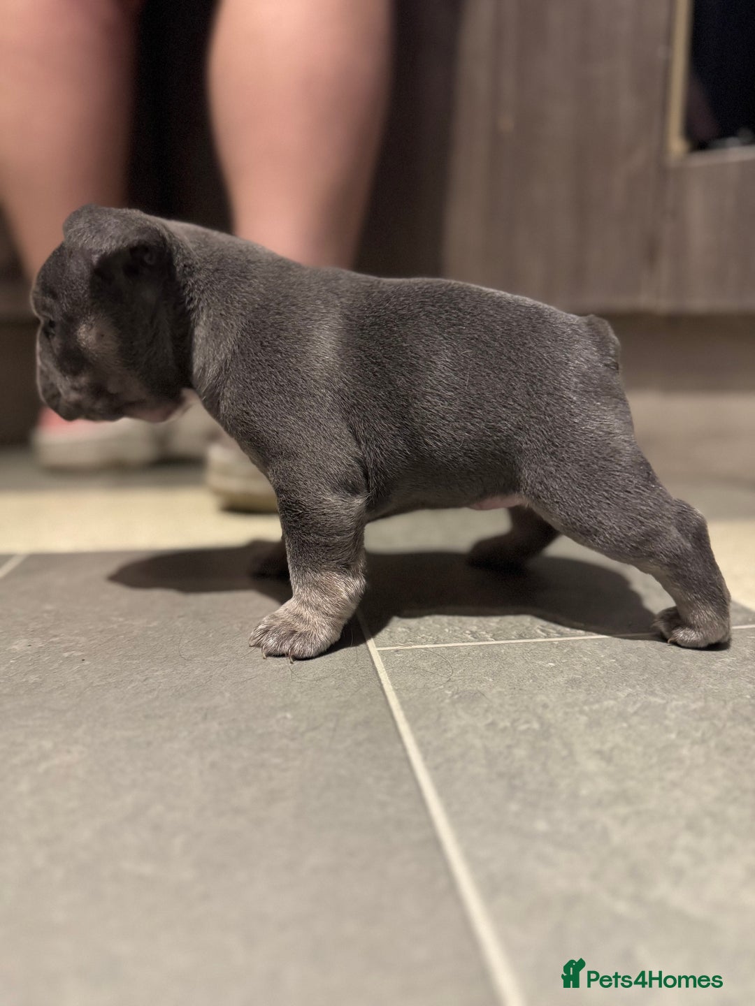 French Bulldog dogs for sale:  AMAZING PUPS  - Advert 2