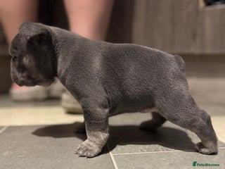 French Bulldog dogs AMAZING PUPS - Advert 4