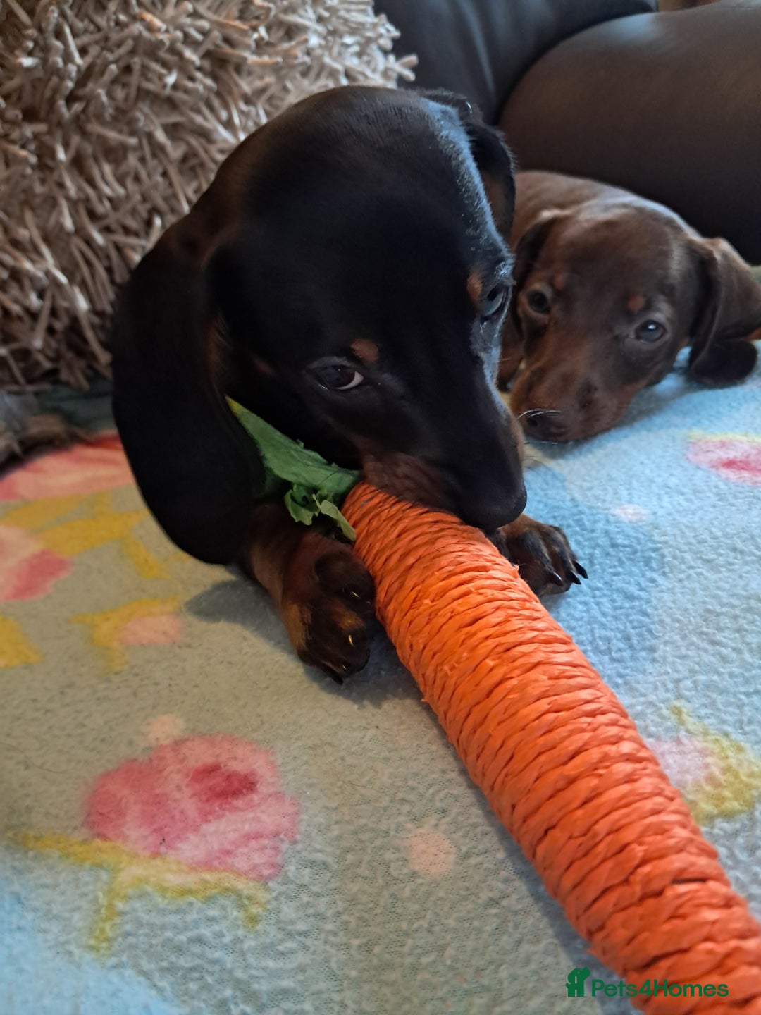 Miniature Dachshund dogs for sale: Minature dachshunds  in Stoke-on-Trent - Image 6