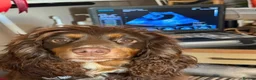 Cocker Spaniel dogs for sale: Liver (Chocolate) Working Cocker Spaniel Puppies  - Advert 16