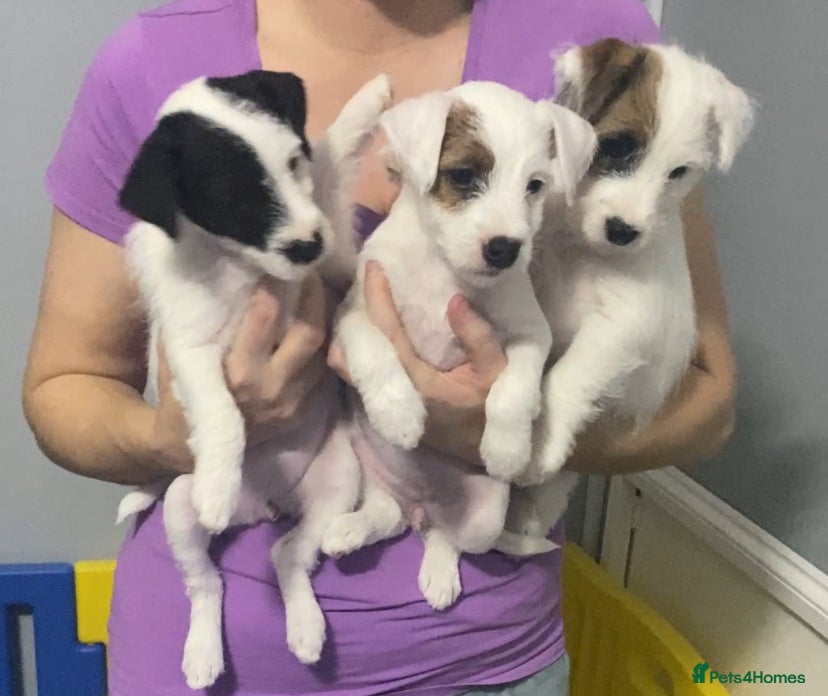 Parson Russell dogs Kc Champion Bred Parson Pups Crufts winning lines  - Advert 1