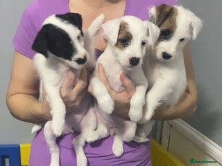 Parson Russell dogs Kc Champion Bred Parson Pups Crufts winning lines - Advert 1