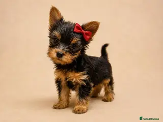 Yorkshire Terrier dogs Mini Yorkshire Terrier Puppies - Advert 1