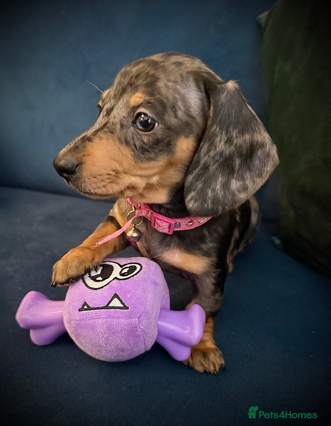 Miniature Dachshund dogs for sale: KC registered miniature Dachshund puppies  - Advert 9