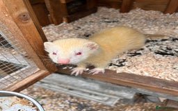 Ferret rodents for sale: 1 polcot girl left and 1 sliver albino male  - Image 3