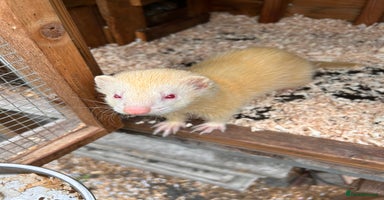 Ferret rodents - Advert 5