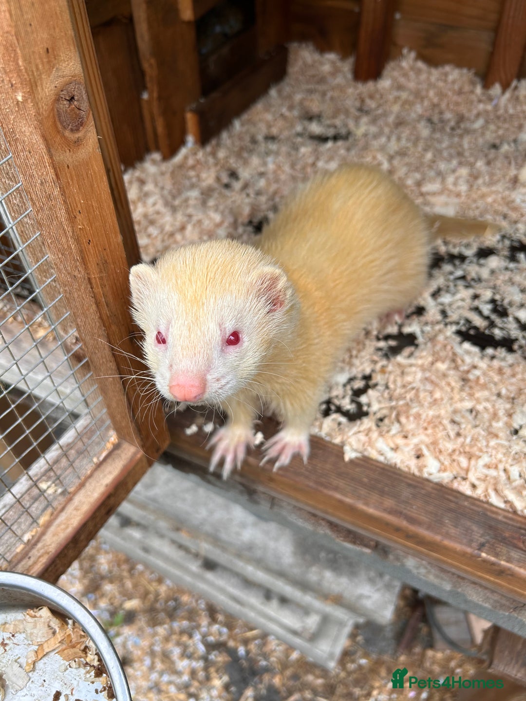 Ferret rodents for sale: 1 polcot girl left and 1 sliver albino male  - Image 3