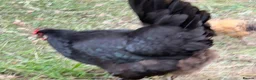 Chickens poultry for sale: Chicks, chickens, hatching eggs silkies Aracuanas - Advert 8