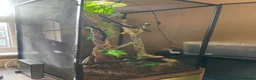 Chameleon reptiles for sale: Panther male chameleon and all of his stuff! - Advert 5