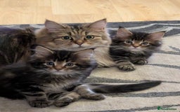 Maine Coon cats for sale: Beautiful female Maine coon kittens available - Image 4