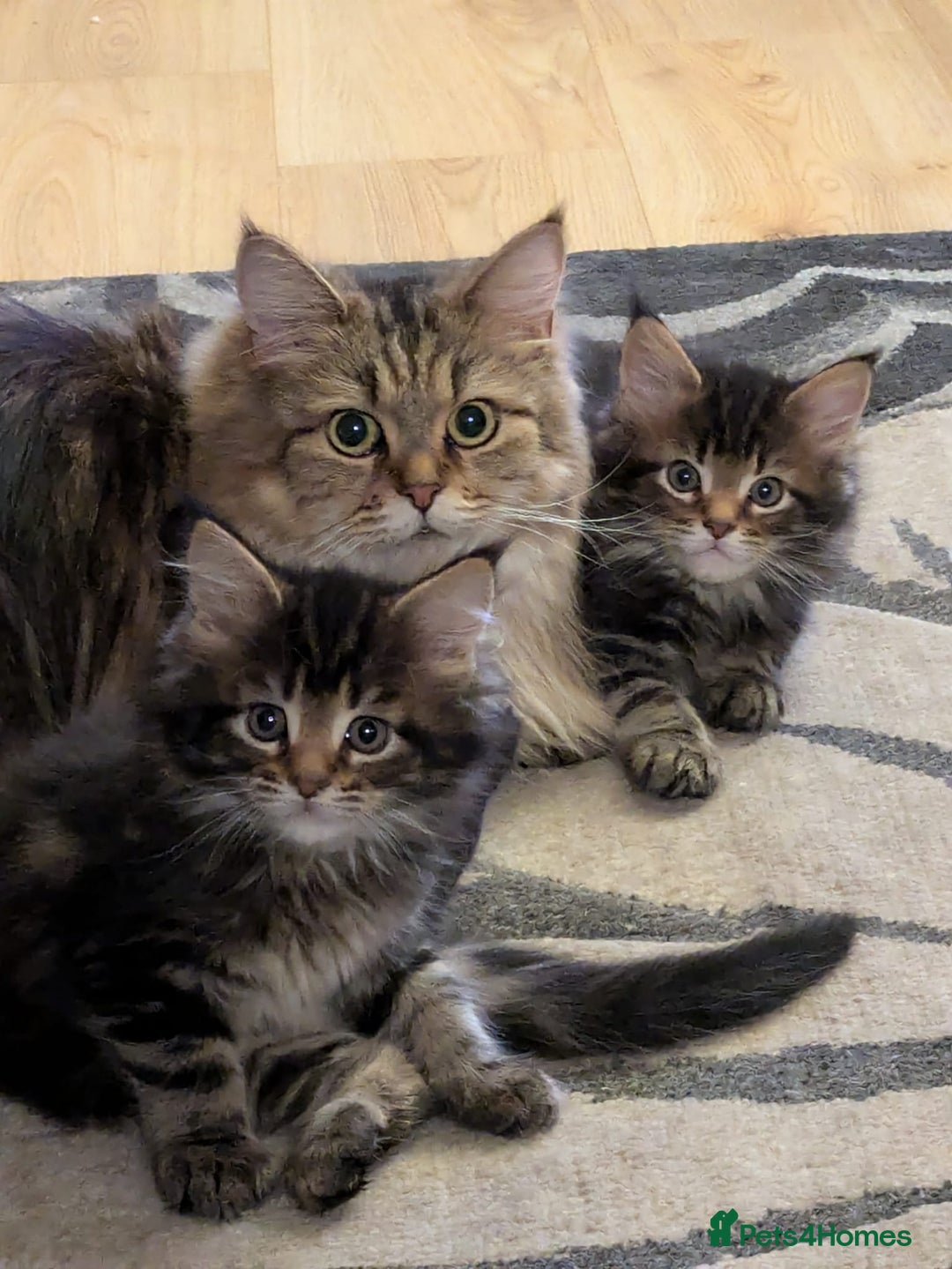 Maine Coon cats for sale: Beautiful female Maine coon kittens available - Image 4