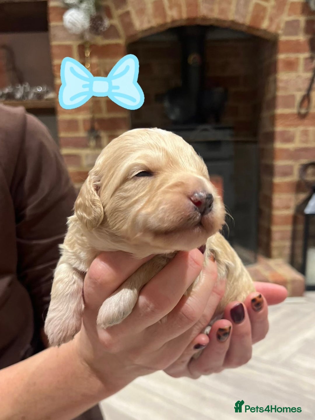 Cockapoo dogs for sale: F1b Toy Cockapoo Merle, Apricot, cream and Black  - Advert 6