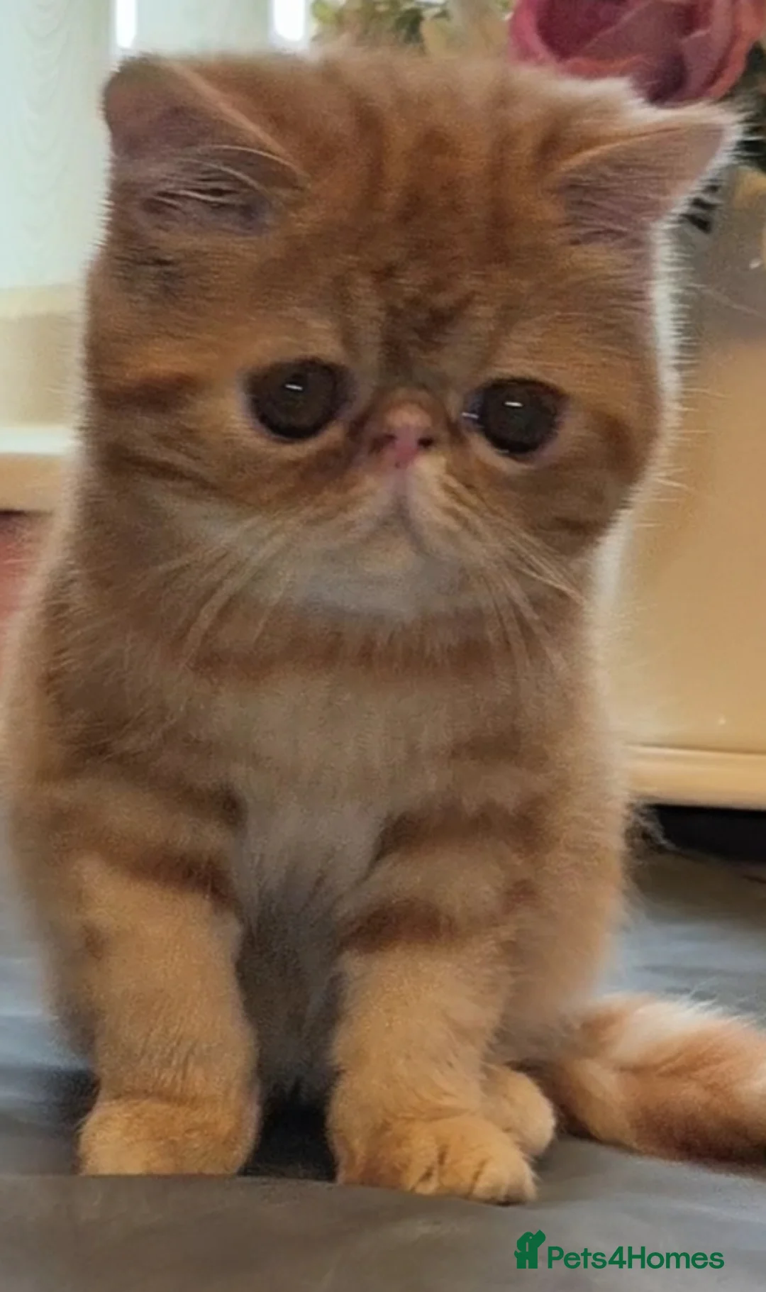 Exotic cats for stud: STUNNING EXOTIC STUD  in Barnsley - Advert 6