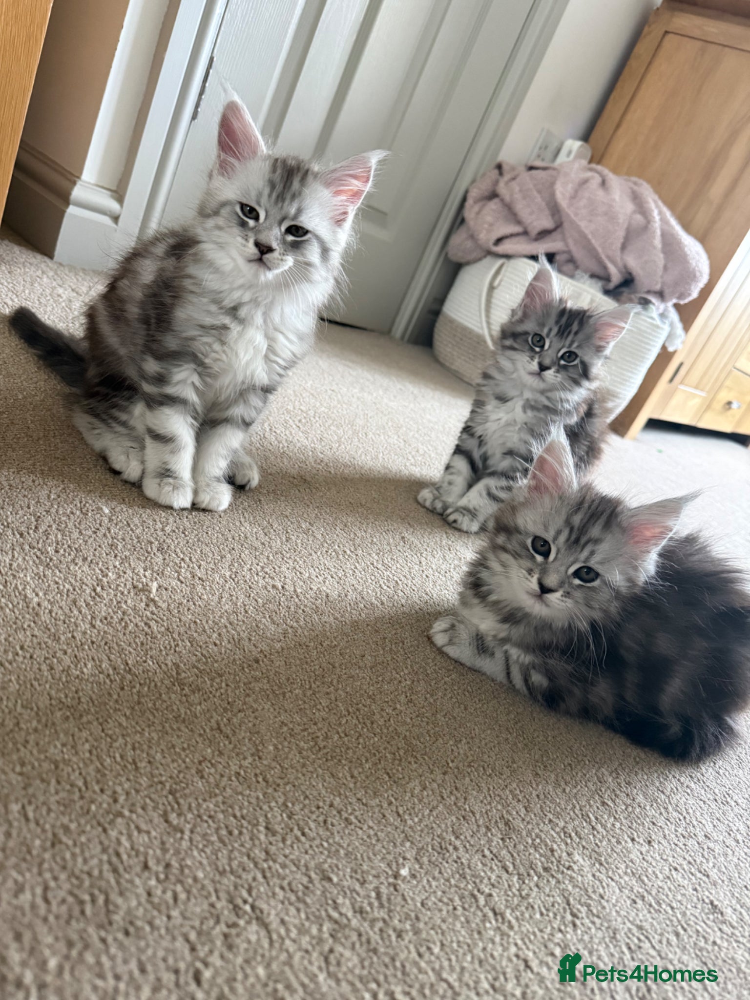 Maine Coon cats 3 Beautiful Maine Coon Kittens Ready Now 🐾 - Advert 16