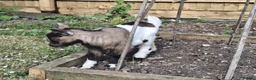 Goats livestock for sale: Gorgeous Pure Bred Pygmy Goat Female Twin Kids in Salisbury - Advert 3