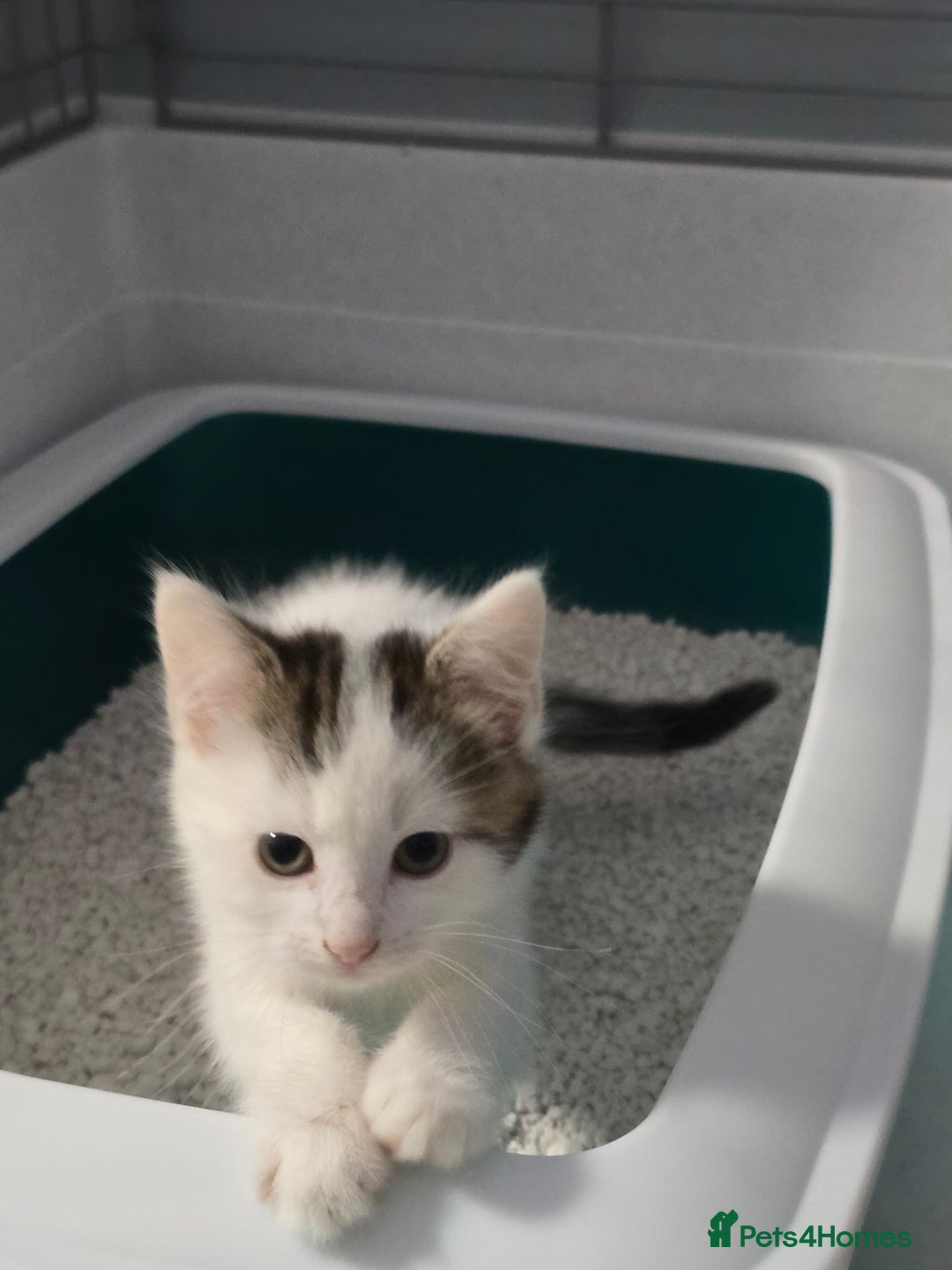 Mixed Breed cats for sale: Gorgeous Kittens ready now!!! - Advert 11