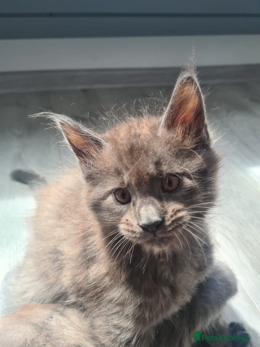 Maine Coon cats for sale: Maine Coon kittens  - Image 11