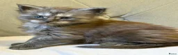 Maine Coon cats for sale: Large Tica Polly kittens - Advert 20