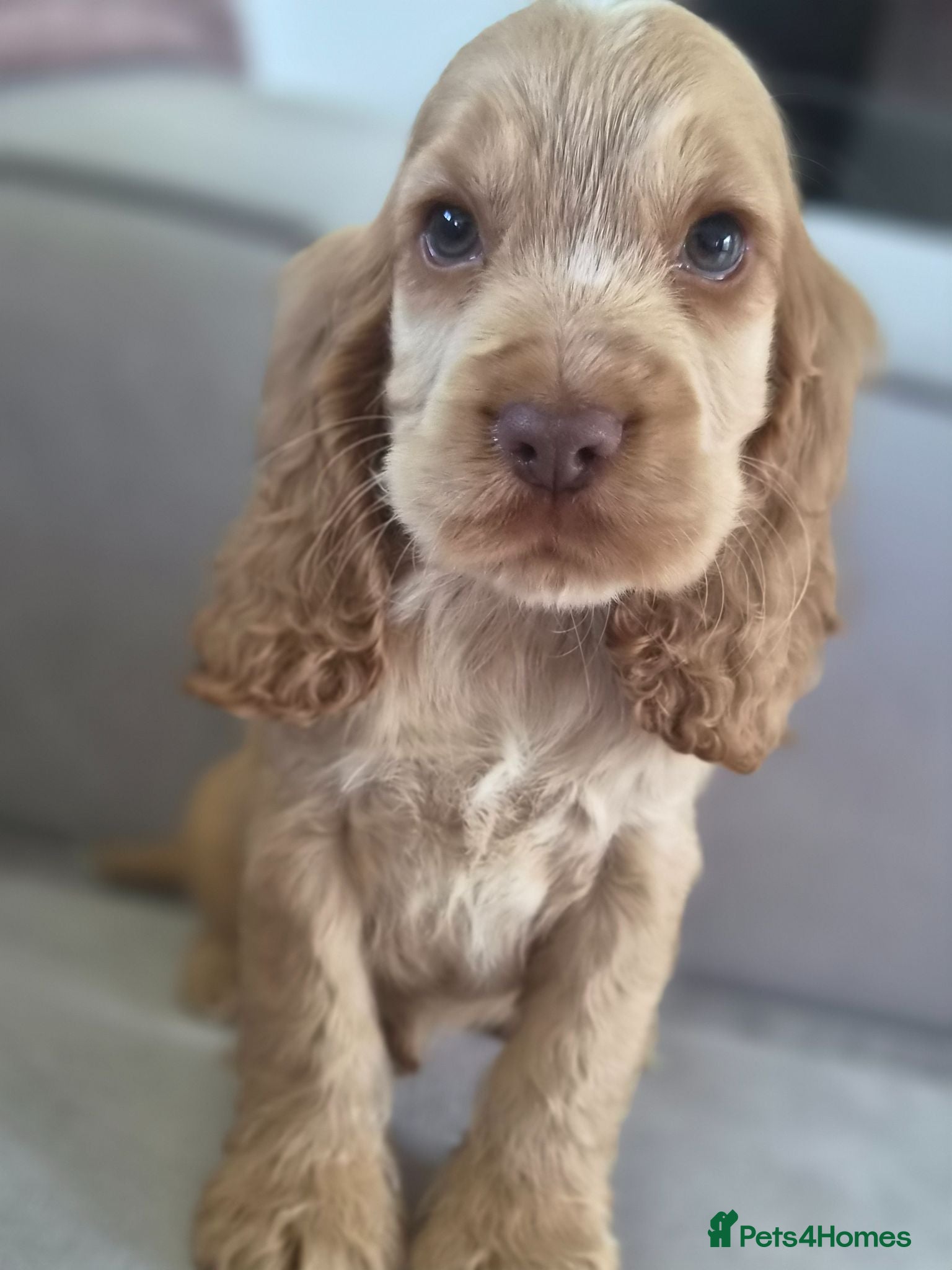 Cocker Spaniel dogs !!KC Registered Beautiful show Cocker Spaniels!!!  - Advert 9