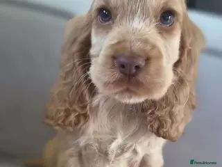 Cocker Spaniel dogs !!KC Registered Beautiful show Cocker Spaniels!!! - Advert 9