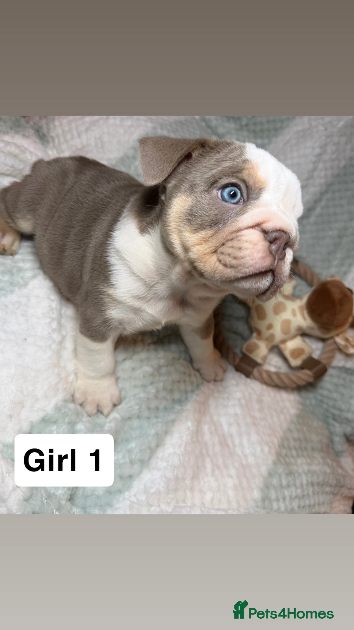 English Bulldog dogs English Bulldog puppies - Advert 1