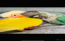Conures birds for sale: Handtame 2 bonded conures - Image 9