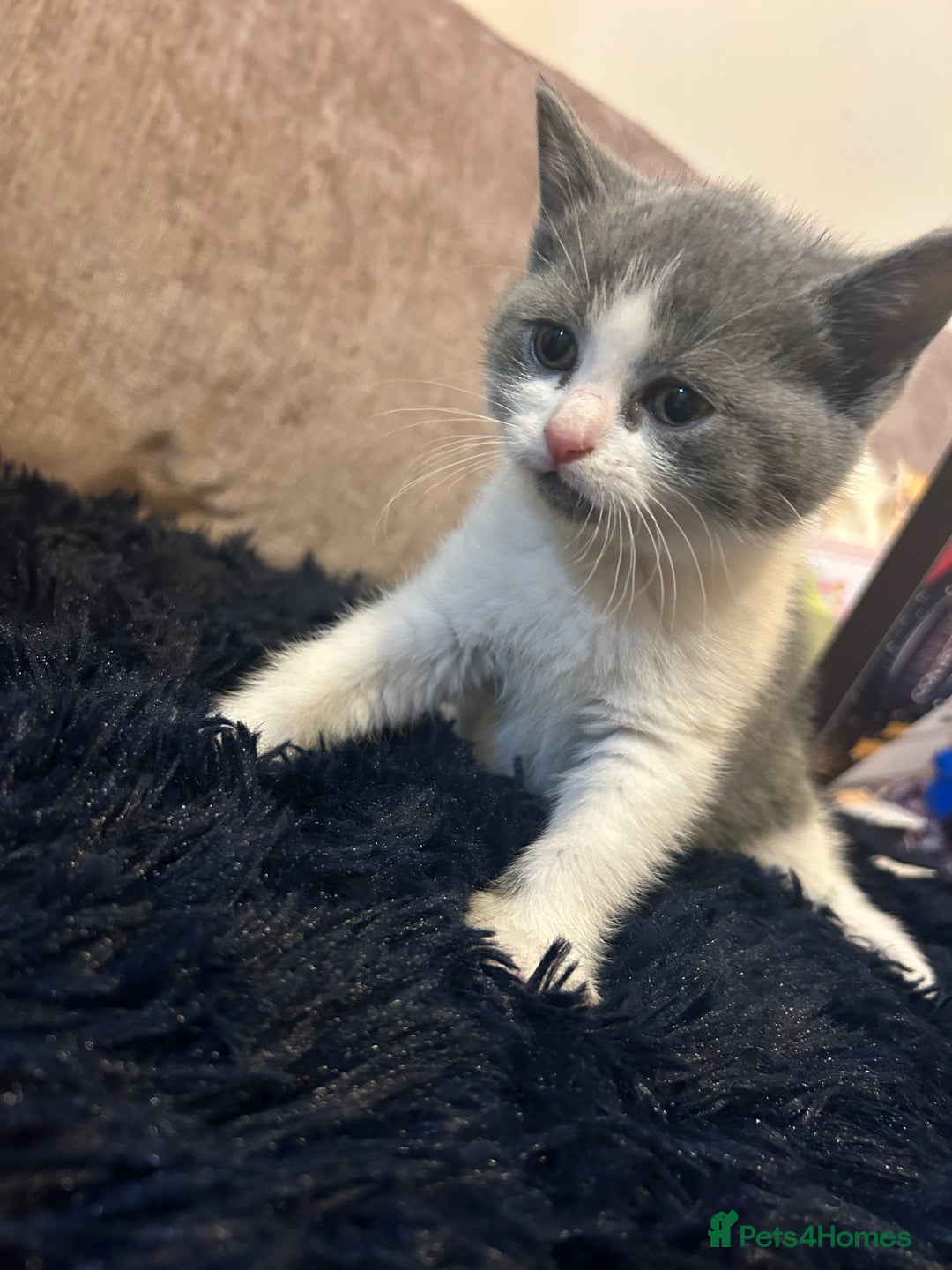 British Shorthair cats for sale: British shorthair kitten  - Advert 1