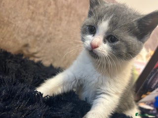 British Shorthair cats British shorthair kitten - Advert 1