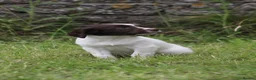 English Springer Spaniel dogs for sale: Springer spaniel puppies, Docked tails  in Hereford - Advert 8