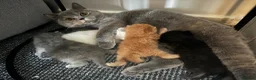 British Shorthair cats for sale: British Shorthair Kittens - Family Raised 🤍 - Advert 16